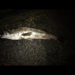 シーバス入れ食い