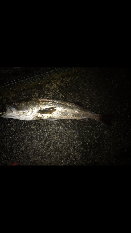 シーバス入れ食い