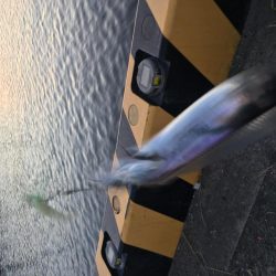 ウキとルアーで