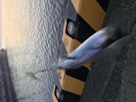 ウキとルアーで