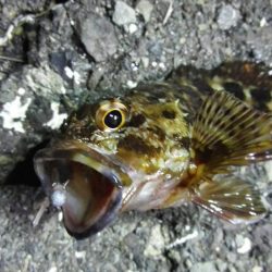 ライトでカマス、カサゴ