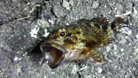 ライトでカマス、カサゴ