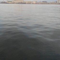 え？タチウオ少なっ