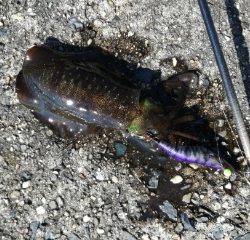 今日もチビだった