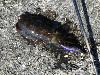 今日もチビだった