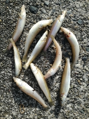 午後からキス釣り