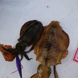 ボートエギング