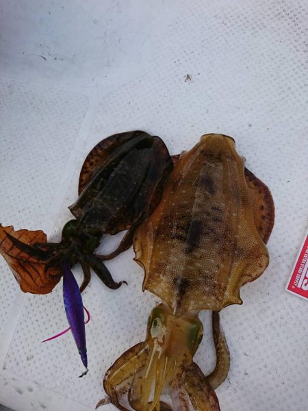 ボートエギング