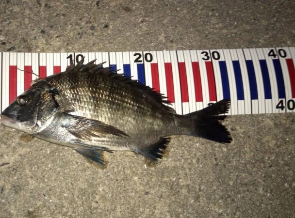 紀州釣り in 高砂