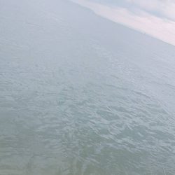 サヨリ大当たり！