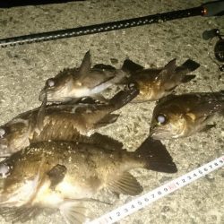 アジングのはずが～