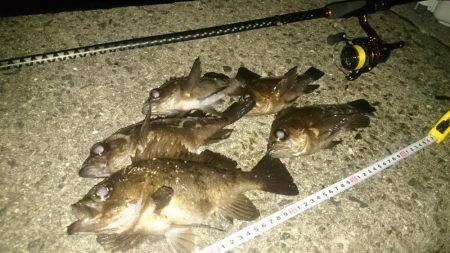 アジングのはずが～