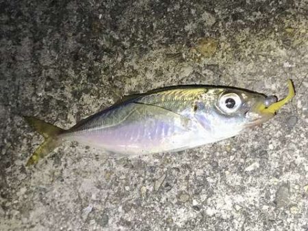 穴釣り○　エギング×