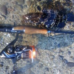 オオモンハタ遠征