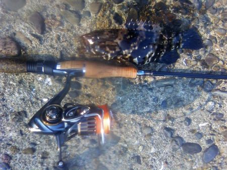 オオモンハタ遠征