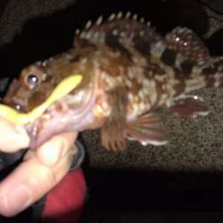 エギング終了します