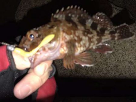 エギング終了します