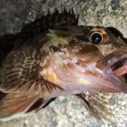 ガッシーパラダイス