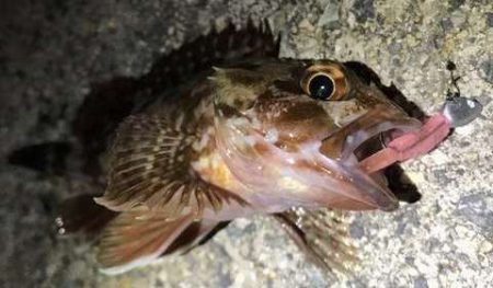 ガッシーパラダイス