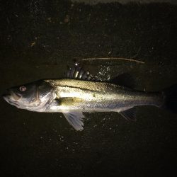 明暗のシーバス