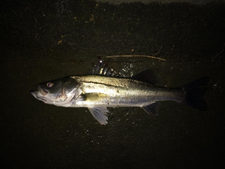 明暗のシーバス