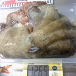 キス釣りでタコ&カレイ