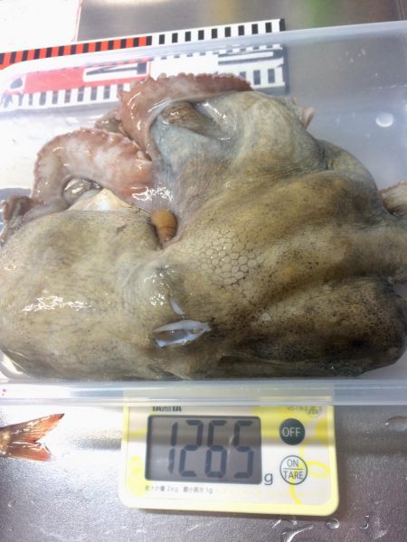 キス釣りでタコ&カレイ