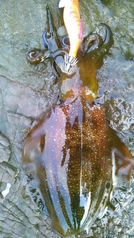 発見新しい相棒～♪