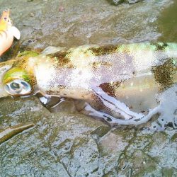 え、まさかの新子祭？