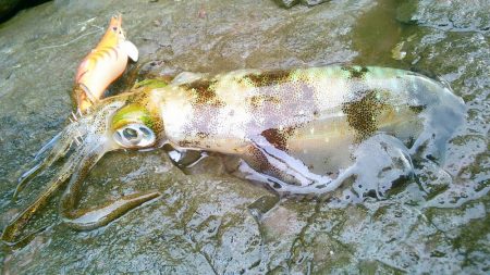 え、まさかの新子祭？