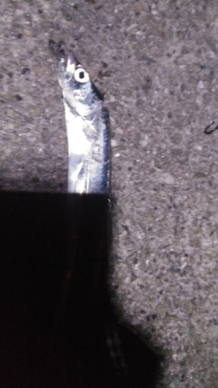 久しぶりのハマチ！とタチウオ