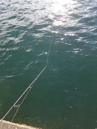 秋アオリ調査も終盤❗