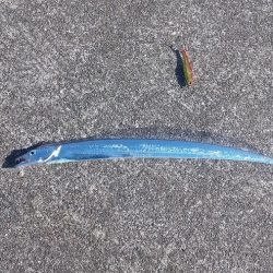 カゴ釣りでアジ好釣