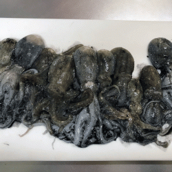 姫路イイダコ(2017-2)