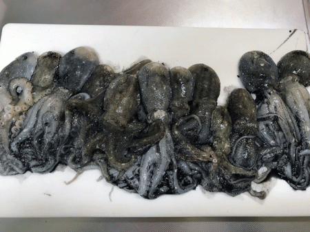 姫路イイダコ(2017-2)