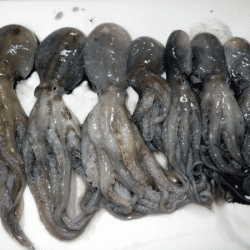 姫路イイダコ(2017-3)