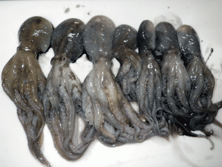 姫路イイダコ(2017-3)