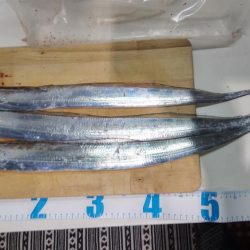 江井ヶ島漁港でタチウオ３匹