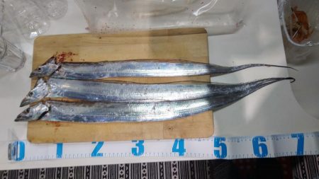 江井ヶ島漁港でタチウオ３匹