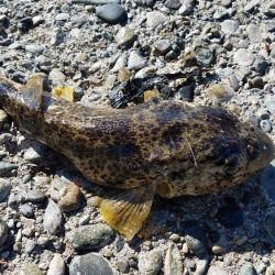 リベンジマッチ