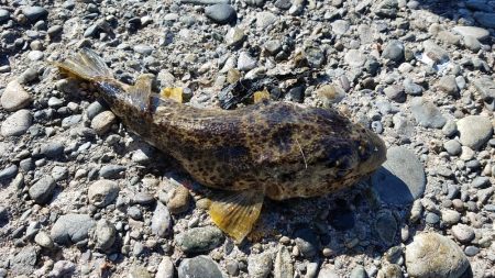 リベンジマッチ