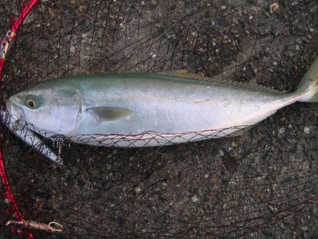 ショアジギングでハマチ、ネイリ