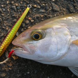 ショアジギングでネイリ