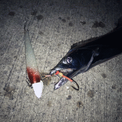 姫路タチウオ(2017-5)