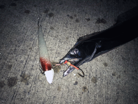 姫路タチウオ(2017-5)