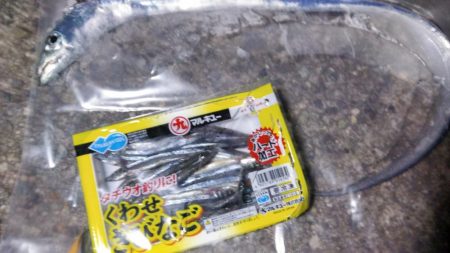 タチウオの地合い短いですね