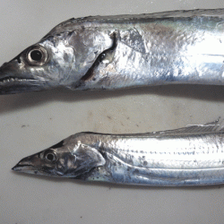 姫路タチウオ(2017-6)