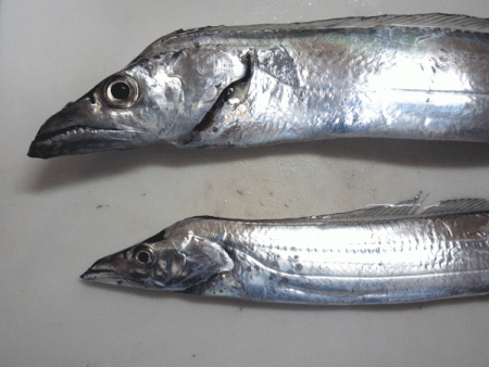 姫路タチウオ(2017-6)