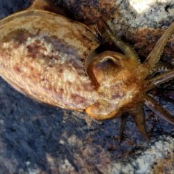 男鹿島エギング