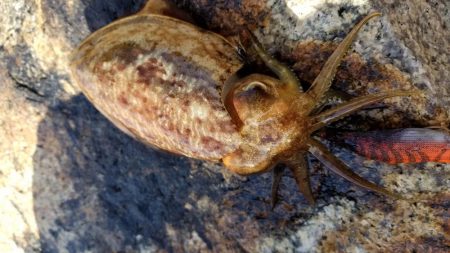 男鹿島エギング